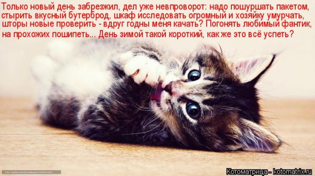 Лучшие котоматрицы недели