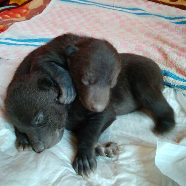 В Новой Москве обнаружили двух новорожденных медвежат