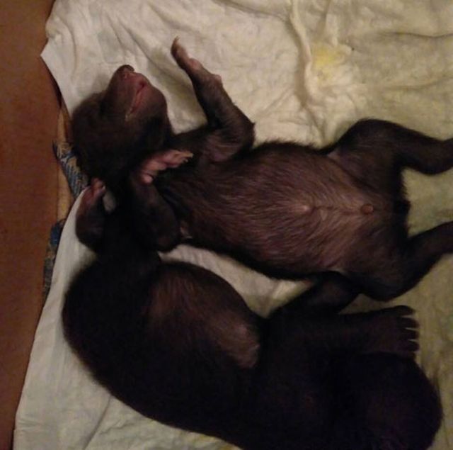 В Новой Москве обнаружили двух новорожденных медвежат