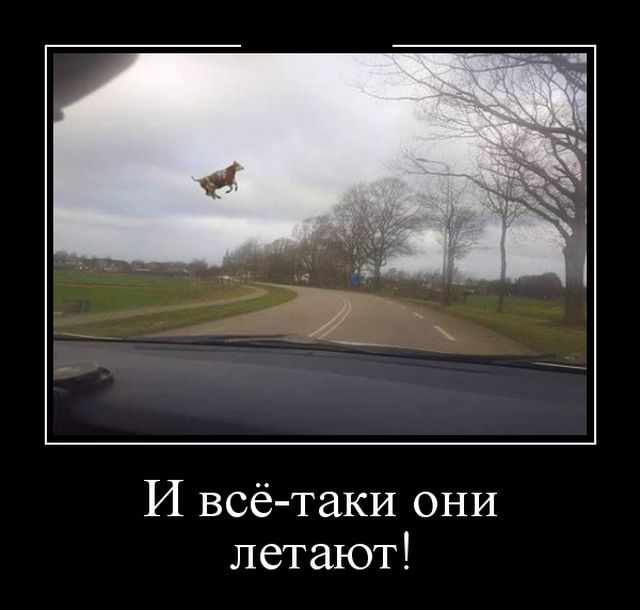 Демотиваторы