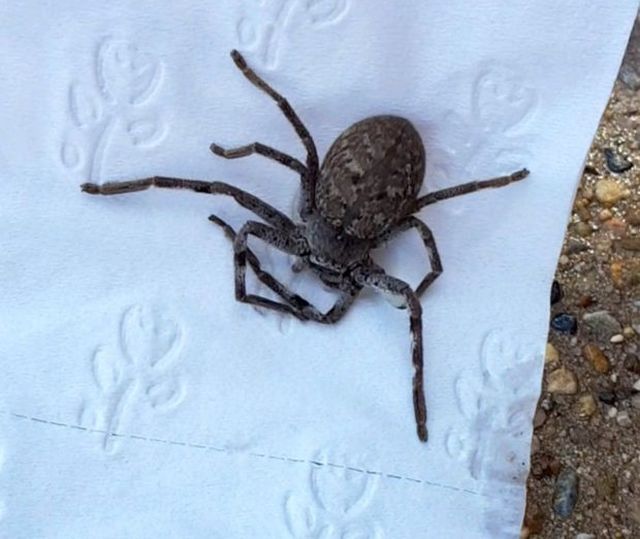 Австралийка сделала жуткую находку в своем туалете