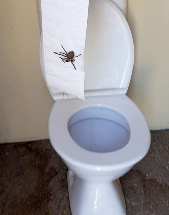 Австралийка сделала жуткую находку в своем туалете