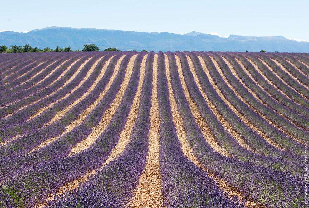 Лаванда Прованса