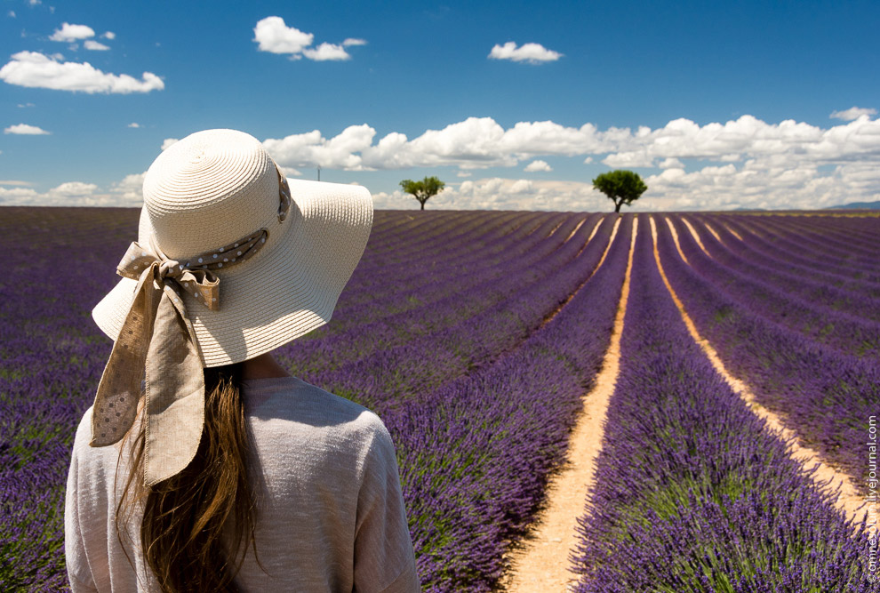 Лаванда Прованса