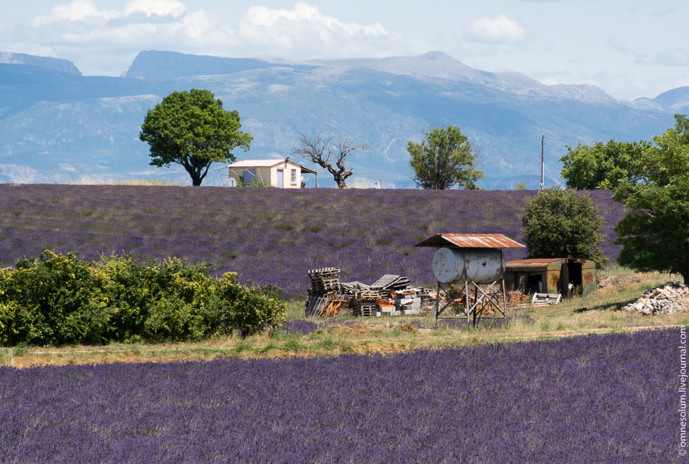 Лаванда Прованса