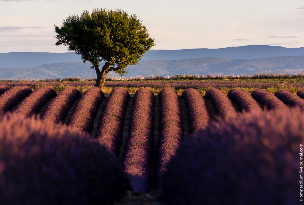 Лаванда Прованса