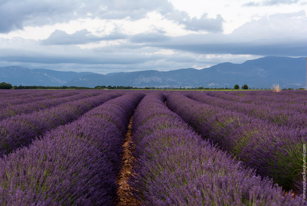 Лаванда Прованса