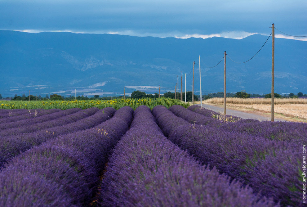 Лаванда Прованса
