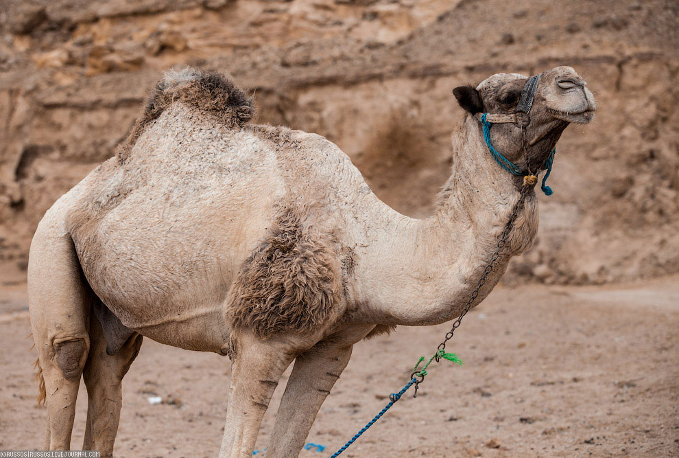 Нетуристический Египет Нетуристический Египет