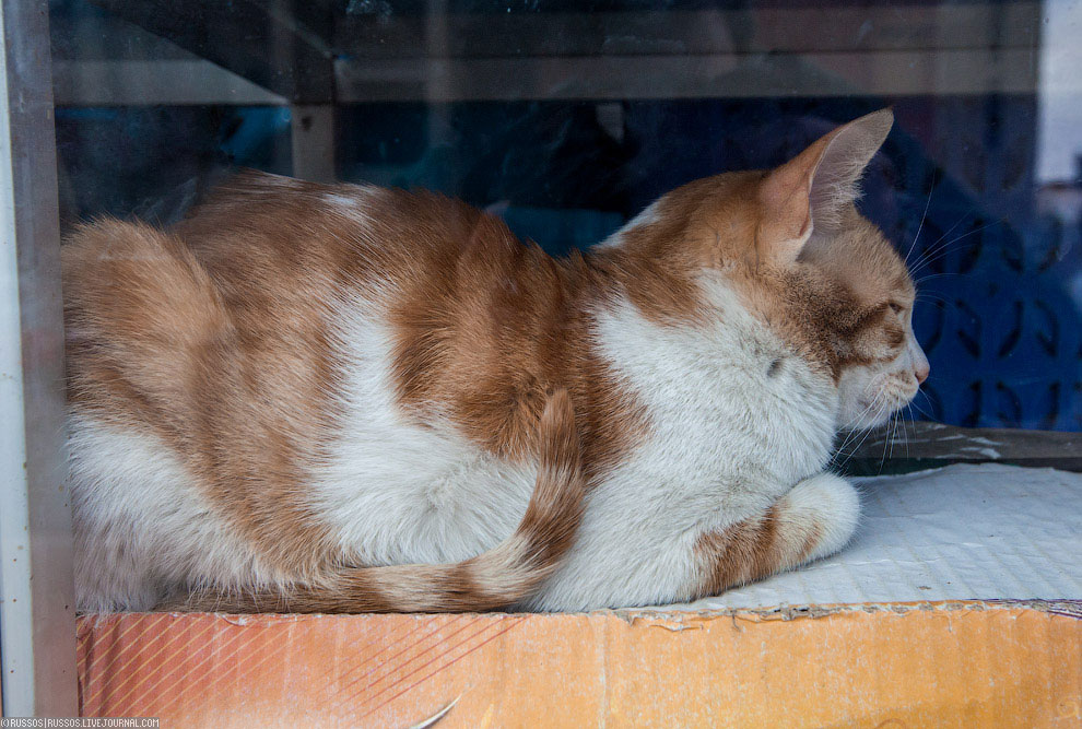 Нетуристический Египет Нетуристический Египет