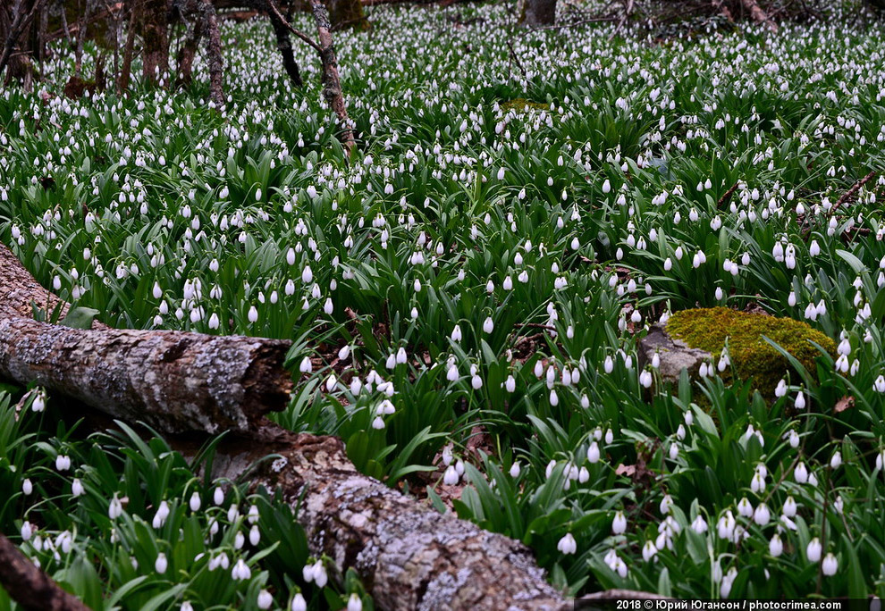 Весна в Крыму