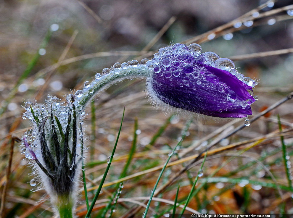 Весна в Крыму
