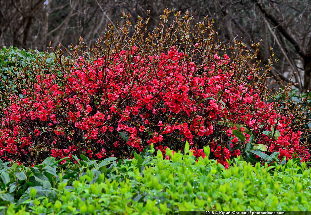 Весна в Крыму