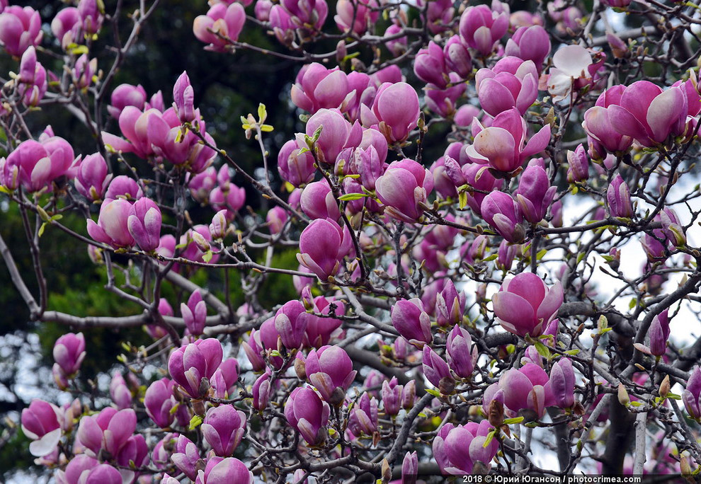 Весна в Крыму