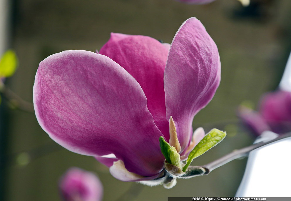 Весна в Крыму