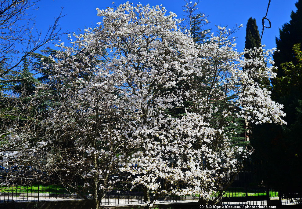Весна в Крыму