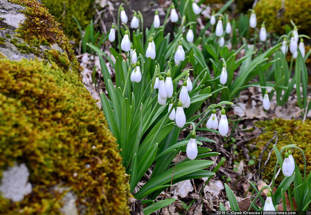 Весна в Крыму