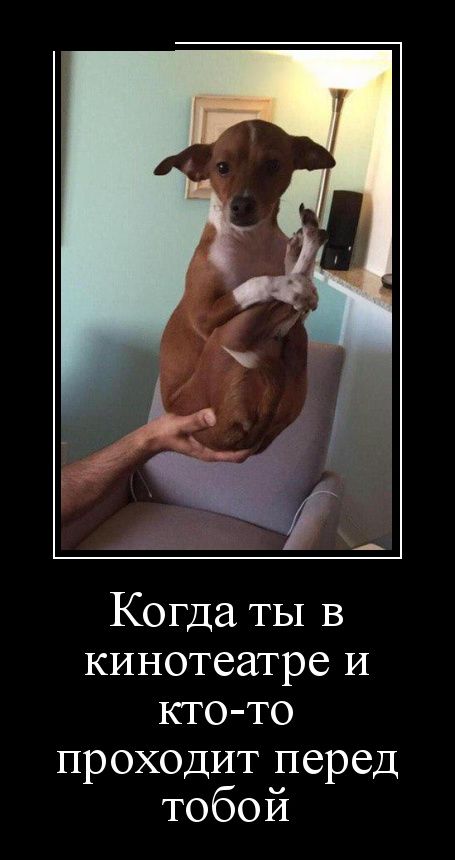 Демотиваторы