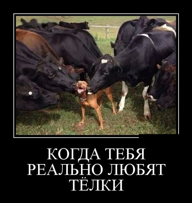 Демотиваторы