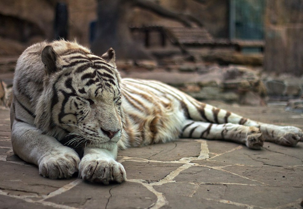 Самые необычные зоопарки