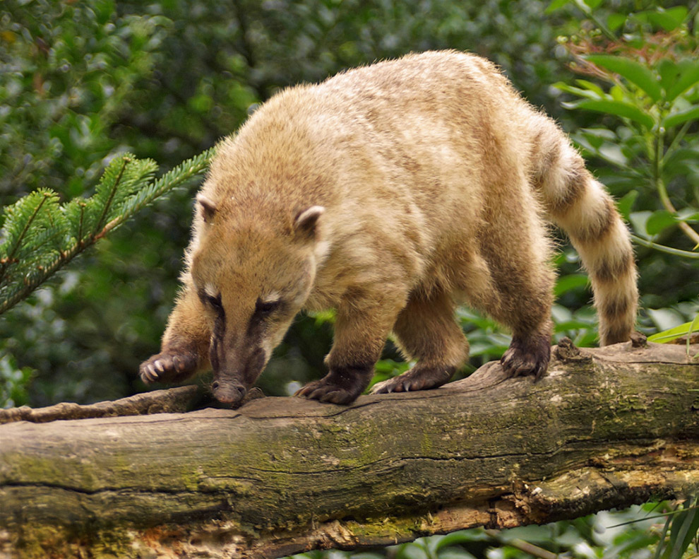 Самые необычные зоопарки