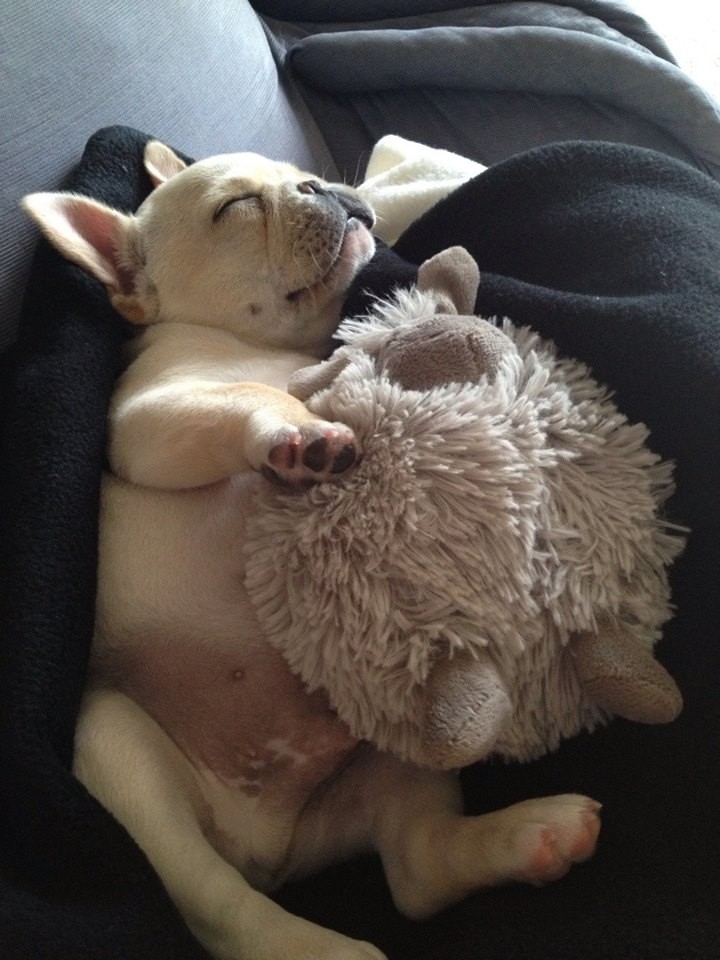 Тихий час у щеночков