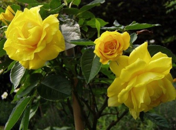 Поступки пьяных людей (10 фото)