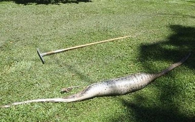 В Австралии умер питон, подавившись котом