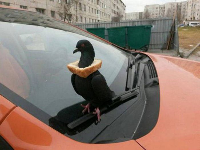 Смешные и странные фото с наших просторов