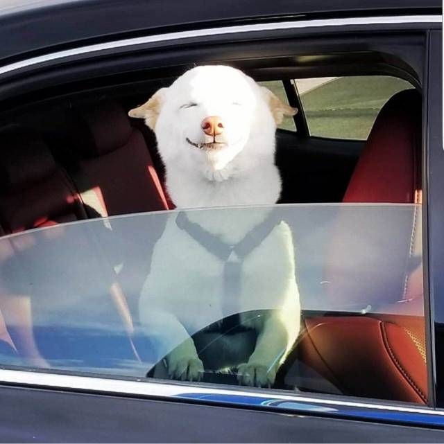 Прикольные картинки