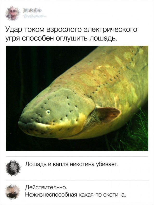 Юмор из социальных сетей