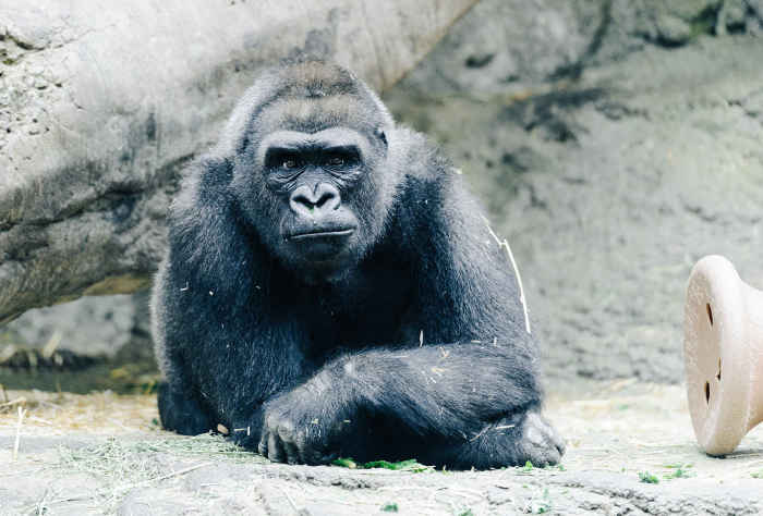 10 самых нелепых правил дорожного движения, за нарушение которых можно даже попасть в тюрьму