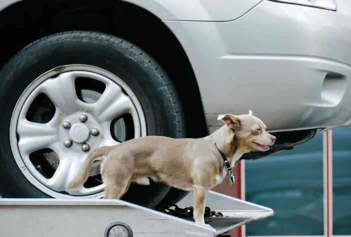 10 самых нелепых правил дорожного движения, за нарушение которых можно даже попасть в тюрьму