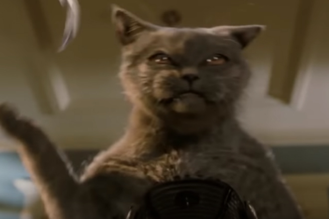 Опаснейшие породы кошек