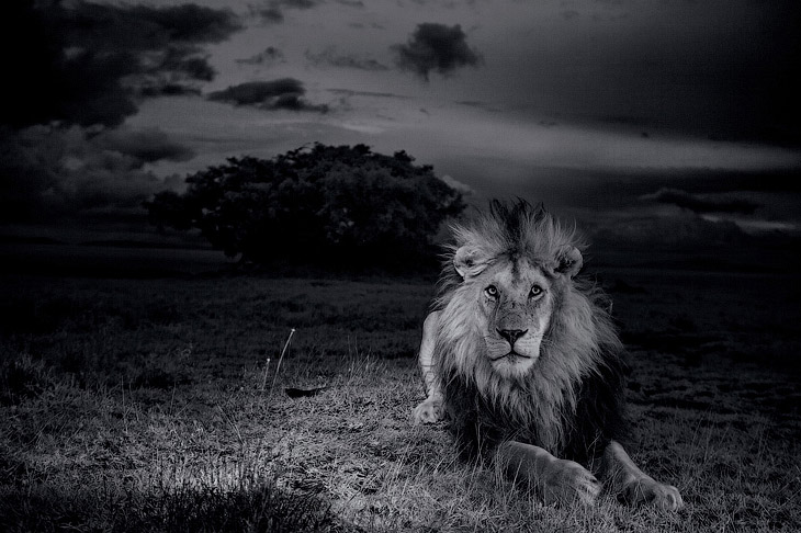 Лицом к лицу со львом Лицом к лицу со львом