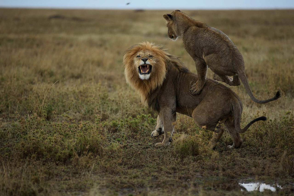 Лицом к лицу со львом Лицом к лицу со львом
