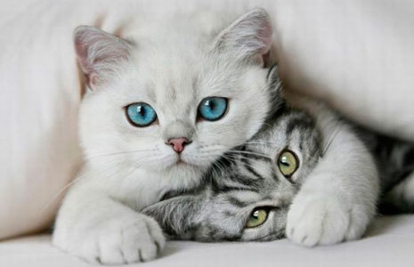 Самые странные сайты знакомств