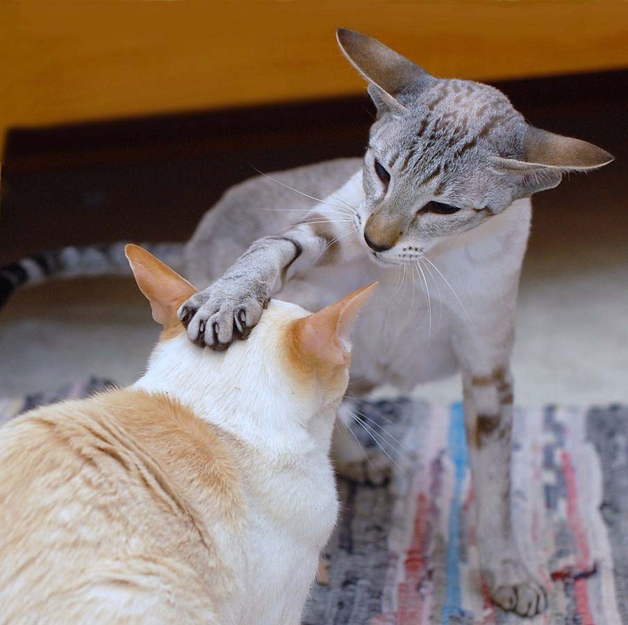 Десятка самых популярных пород кошек в США (10 фото)