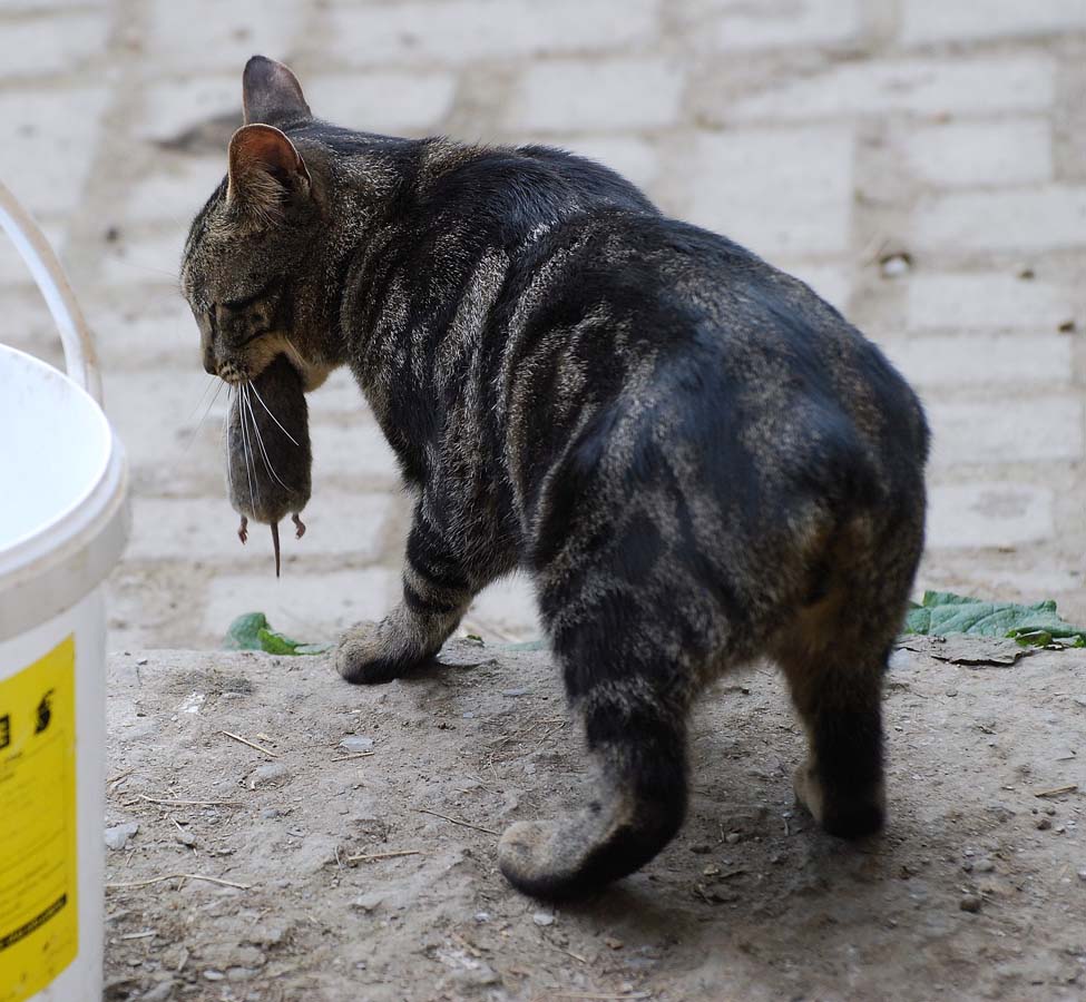 Десятка самых популярных пород кошек в США (10 фото)