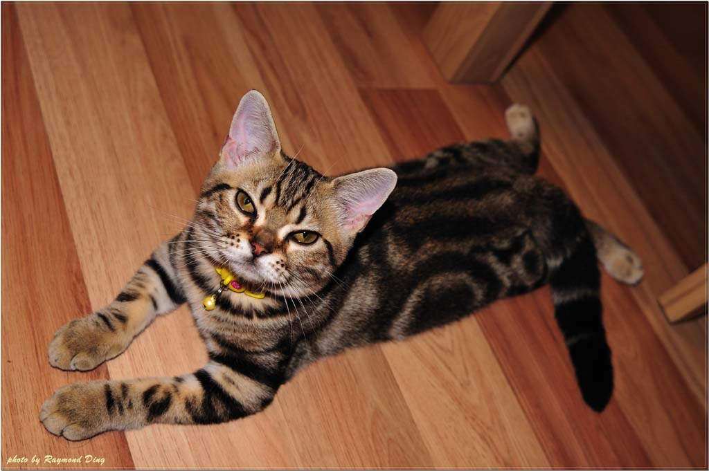 Десятка самых популярных пород кошек в США (10 фото)