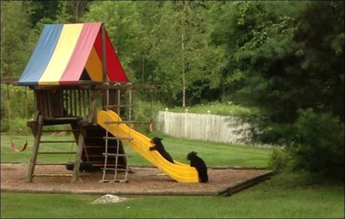 Мишки пришли поиграть