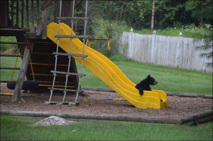 Мишки пришли поиграть