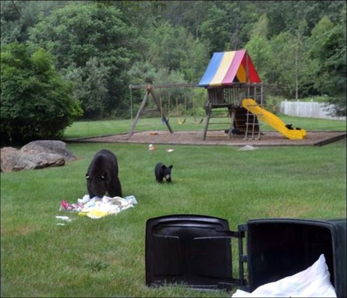 Мишки пришли поиграть