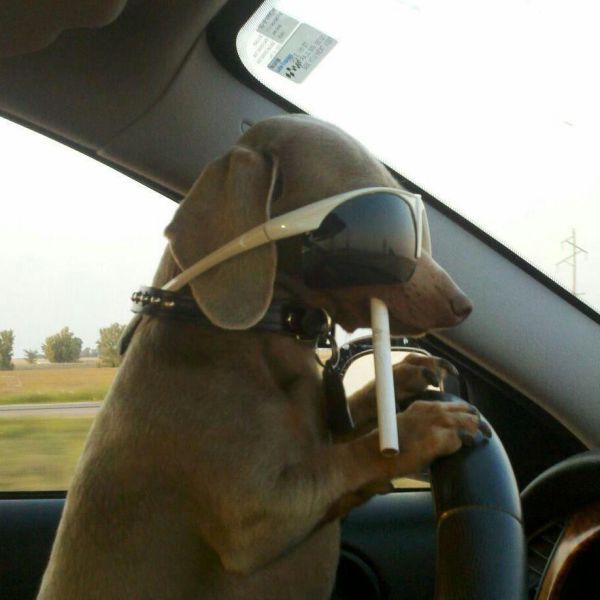 Прикольные картинки