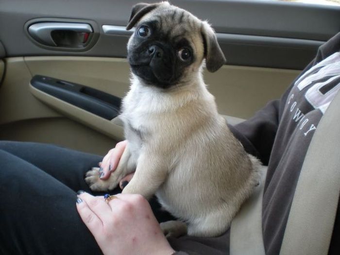 Прикольные картинки