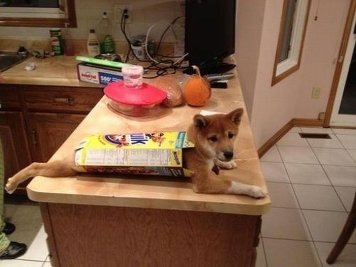 Прикольные картинки