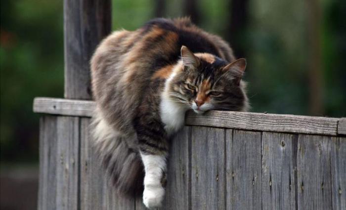 120 признаков настоящего кошатника