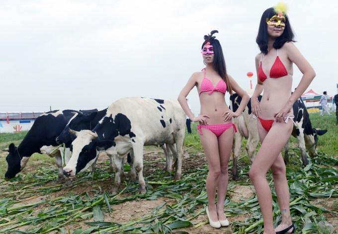 Мисс дойная корова (9 фото)