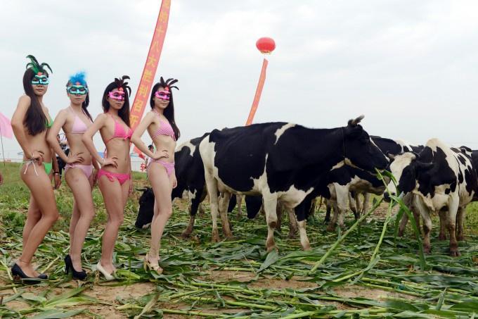 Мисс дойная корова (9 фото)