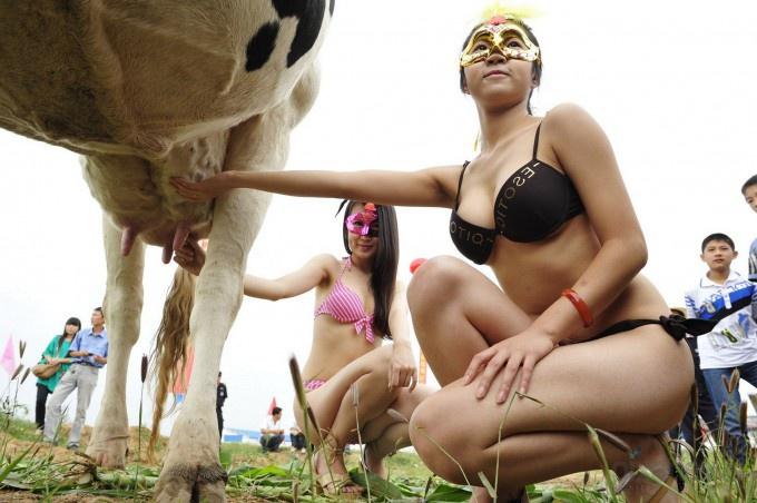 Мисс дойная корова (9 фото)